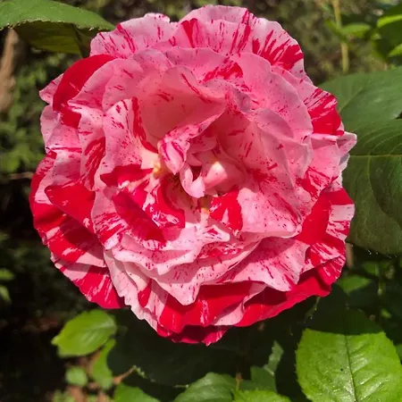 Le Chai De La Rose Et Seances Bien Etre לינה וארוחת בוקר 3*
