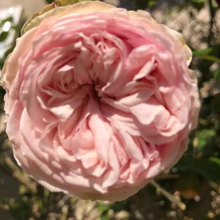 Le Chai De La Rose Et Seances Bien Etre 住宿加早餐酒店 杜埃拉方丹