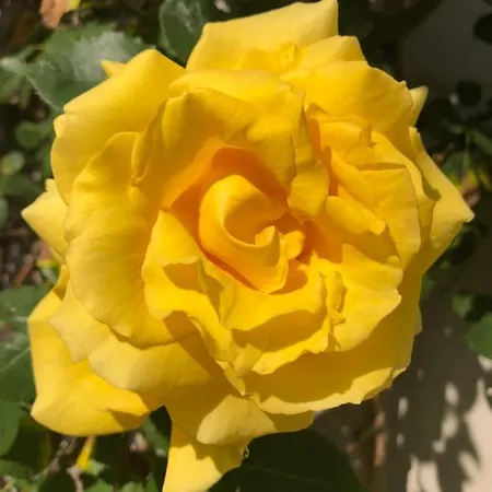 Le Chai De La Rose Et Seances Bien Etre 3* Doué-la-Fontaine