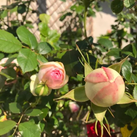 Le Chai De La Rose Et Seances Bien Etre לינה וארוחת בוקר