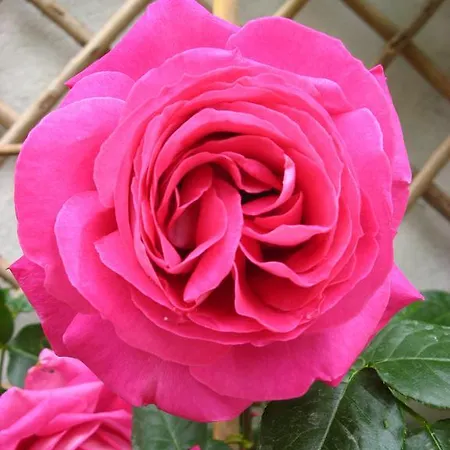 Le Chai De La Rose Et Seances Bien Etre