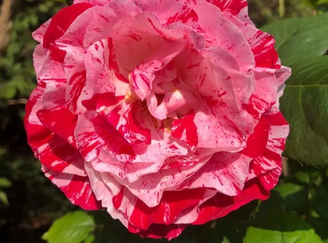 Le Chai De La Rose Couette-café 3*