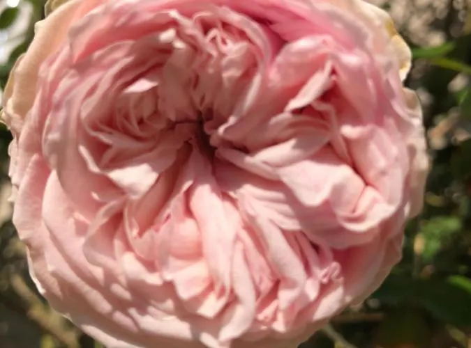 Le Chai De La Rose Couette-café Doué-la-Fontaine