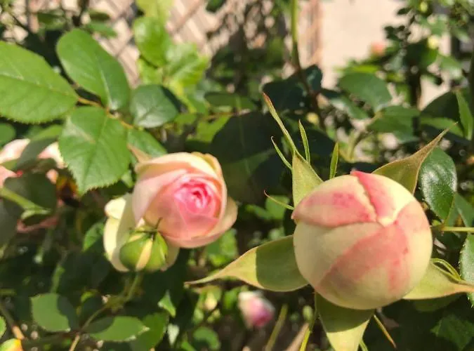 Le Chai De La Rose Couette-café